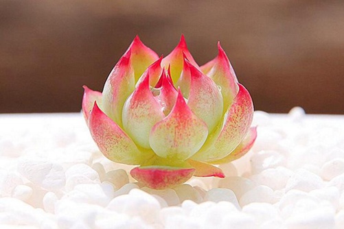 水蜜桃多肉是吉娃娃吗？水蜜桃多肉和吉娃娃多肉区别