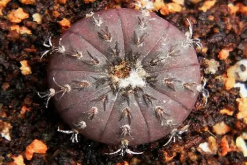 多肉士童的养殖方法，多肉植物士童养殖日记