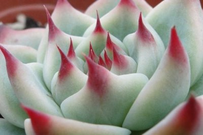 吉娃娃怎么养？多肉植物吉娃娃的养殖方法和注意事项