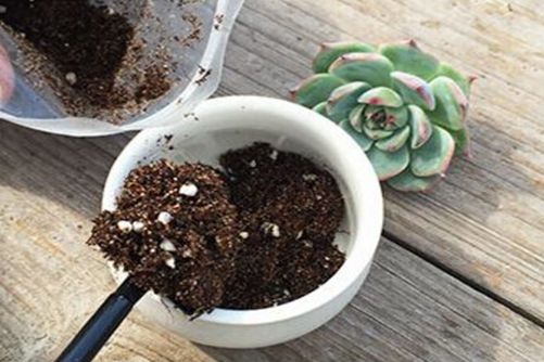 多肉换盆需要晾根吗？这样“做”易服盆根更壮