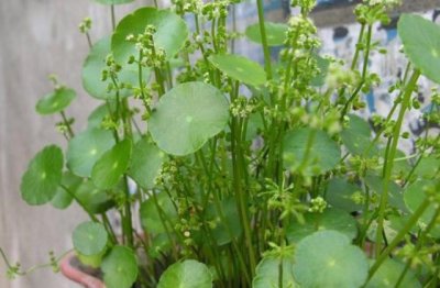 铜钱草怎么养才能长得好