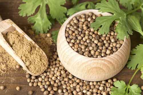 芫荽籽的药用价值，芫荽籽 一颗被低估的小种子