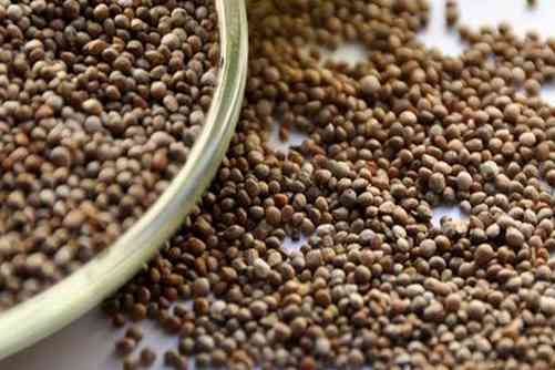 紫苏种子多少钱一斤？想要买紫苏种子朋友看过来