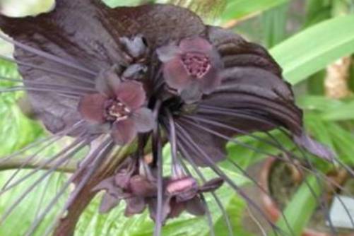 黑蝙蝠花的介绍，黑蝙蝠花世界上最稀有的十种花之一