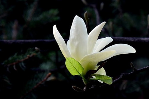 黄桷兰叶子发黄怎么办，做好这几点叶子四季常绿，花香满园