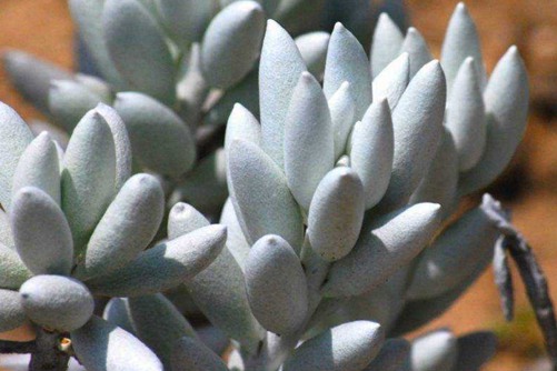 银月养护,银月多肉怎么养长的白