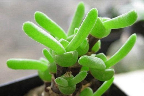 碧光环小兔子介绍，多肉碧光环烂根及耳朵徒长怎么办