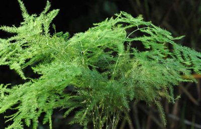 文竹的养殖方法和注意事项，以及繁殖、盆景制作技巧