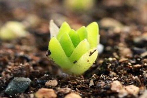 多肉幼苗怎么养，五步教你顺利养大多肉