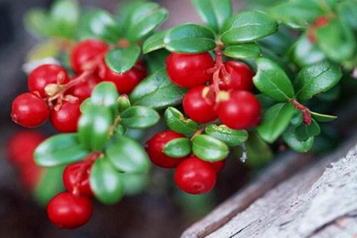 蔓越莓胶囊的功效，蔓越莓虽能治妇科病但这几点必须知道