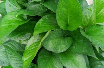 家里绿萝叶子变黄什么原因