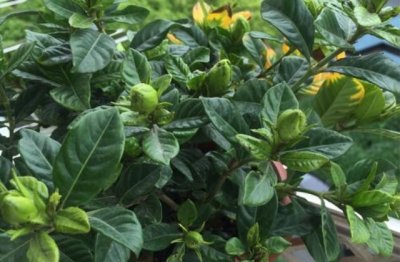 栀子花怎么养护和注意事项