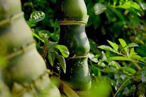 佛肚竹图片，佛肚竹 肚大能容天下事，一切如来皆欢喜