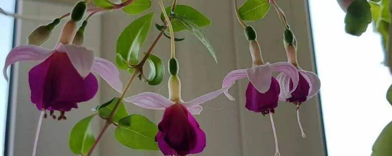 倒挂金钟是多年生吗