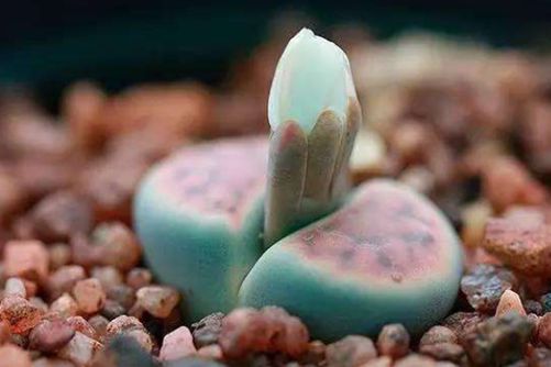 石头花的养殖方法，简单一招让你的“小石头”爆盆生长