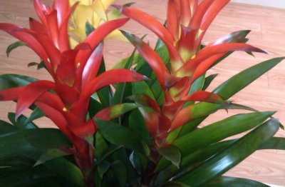 鸿运当头怎么养家庭养法