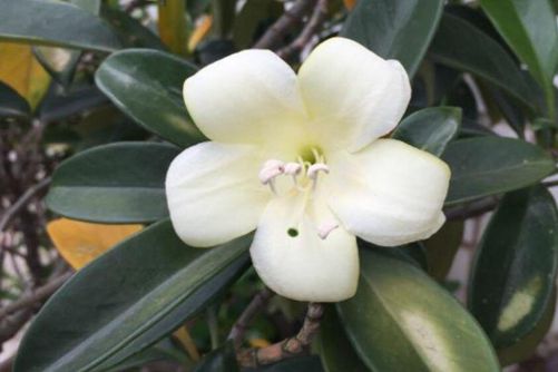 非洲茉莉图片，好一朵非洲茉莉花，芬芳美丽满枝桠