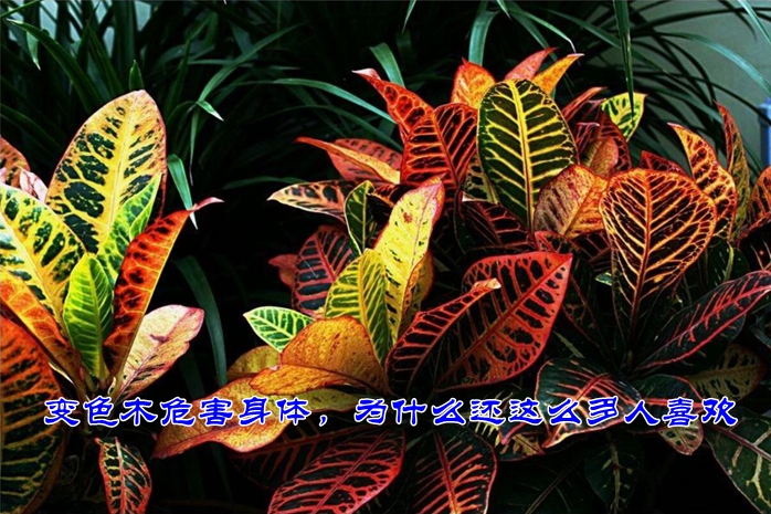 变色木对人身体的危害，变色木致癌为什么还卖