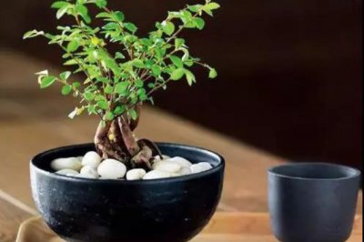 能变废为宝，还能打造一个富有创意的美丽花园，你要试一下嘛？