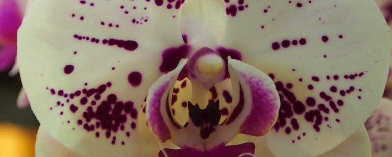 蝴蝶兰栽培技术