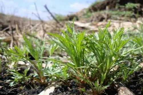 柳蒿芽的作用与功效，东北野菜柳蒿芽其貌不扬作用杠杠