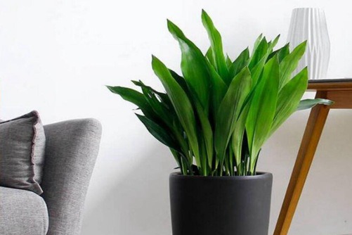 一叶兰有毒吗，一叶兰不仅无毒，还可净化有害气体