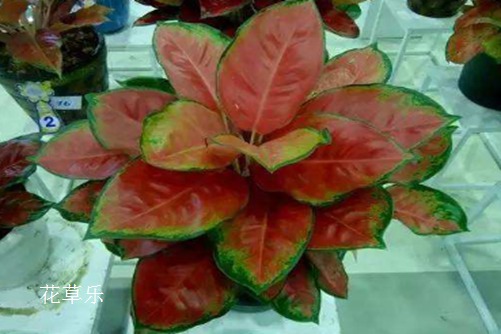 如意皇后有毒吗？它适合在室内养殖吗？