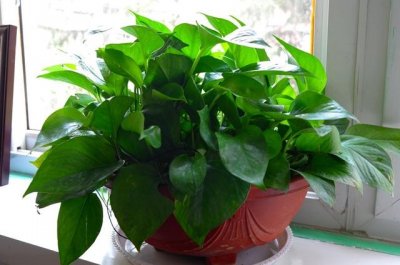 绿萝叶子发黄怎么补救