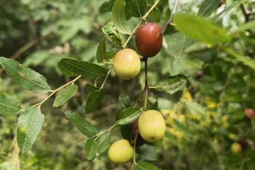 山枣的图片，无意命运争长短 颗颗岁月点秋红