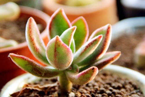 十大最漂亮的多肉植物，看看你家上榜了几个