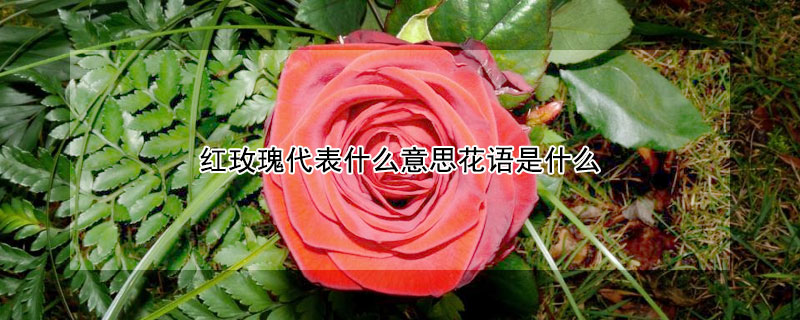 红玫瑰代表什么意思花语是什么