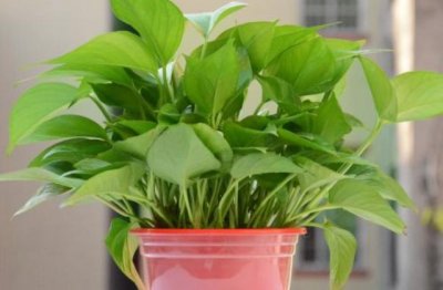 家里养花注意什么 室内盆栽养殖需要注意什么问题