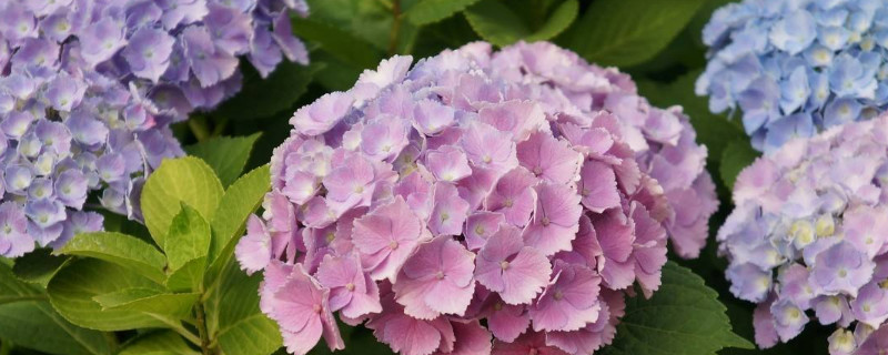 绣球花怎么压枝