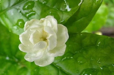 冬季茉莉花如何过冬？茉莉冬天怎么养护？