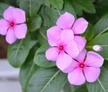 和你在一起我的回忆都是愉快的：长春花花语