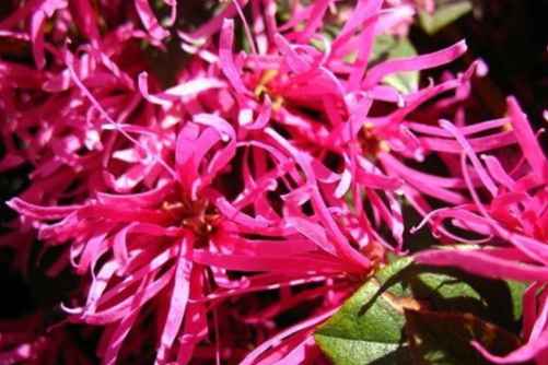 红花继木有哪些作用？红花继木还有这些作用你get到了吗