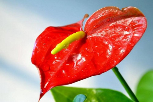 火鹤花不烂叶妙招，学会这几招再不烂叶而且花开更旺