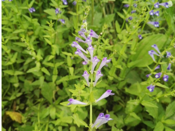 被称为“韩信草”的半枝莲花语和传说