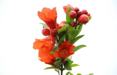 石榴花怎么剪？石榴花的养护方法