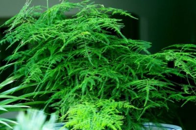 文竹冬天怎么养？冬季文竹的养殖方法和注意事项