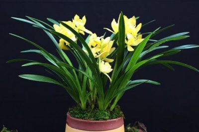 兰花夏天怎么养？兰花夏天怎么养最好？