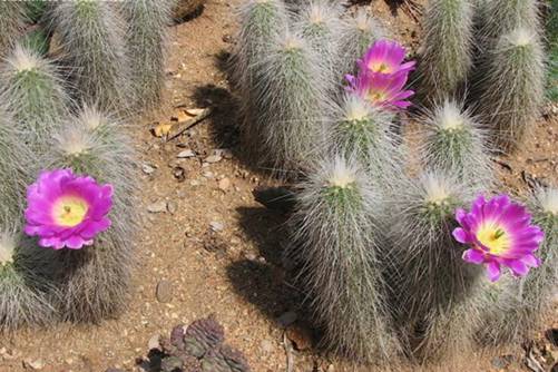 王将虾仙人掌养殖方法，开紫花的雪白小刺猬王将虾仙人掌这样养