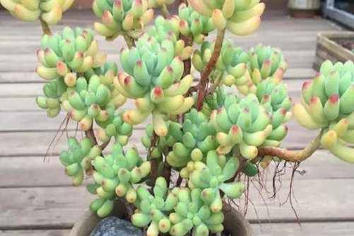 多肉植物长气根怎么办？搞懂这些原因再处理保证养好多肉