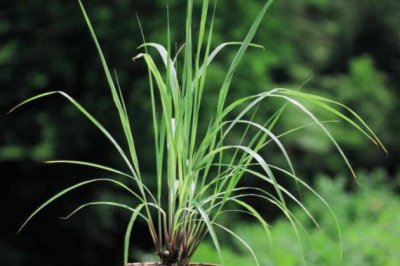 夏季卫生间异味重？放盆这些花！除臭效果好，还能蹭蹭蹭的长！