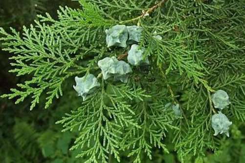 侧柏叶的功效与作用，止血化痰、止咳生发