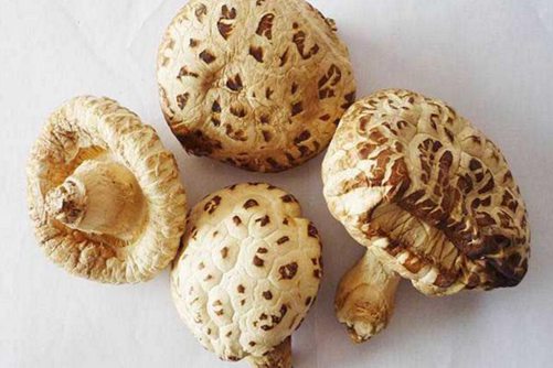 花菇产地在哪里，2019年花菇价格走势