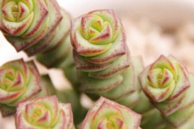 多肉植物钱串子的养殖方法和注意事项