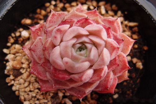 海琳娜怎么种，4种养护方法就能种出亭亭玉立的西施海琳娜多肉