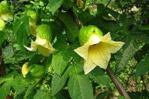 木鳖子的叶子怎么吃，叶子炒菜煲汤超好吃