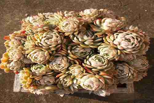 发香味的多肉品种 除了萌萌达还香气十足